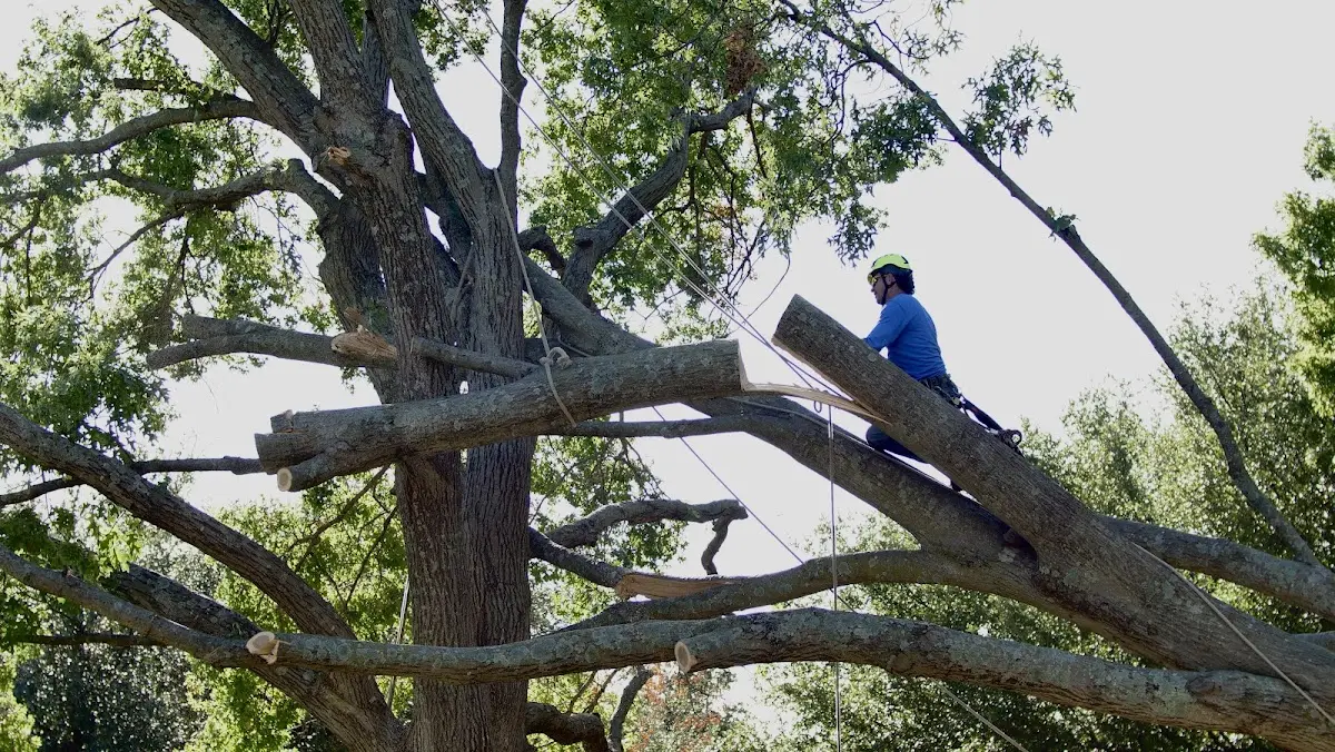 Professional Crown Thinning performed by certified arborists in Delta City